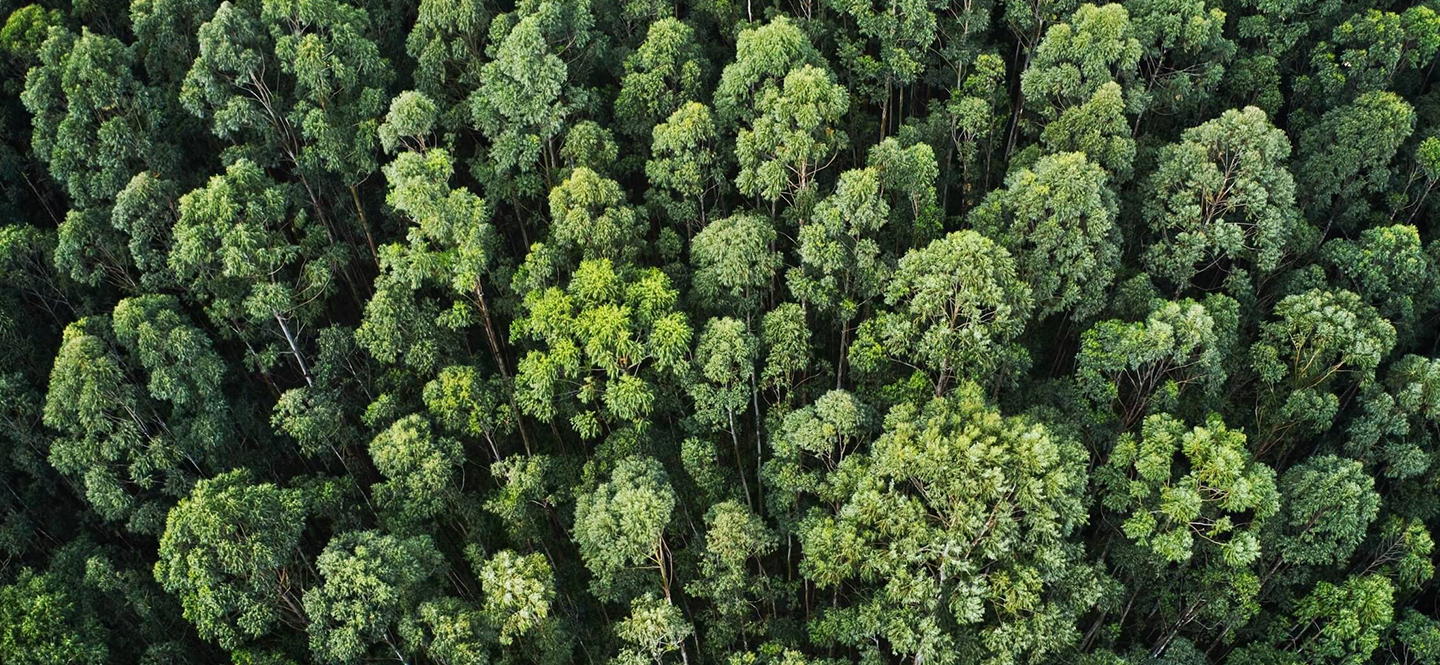 Sustainability &  Environmental Impact